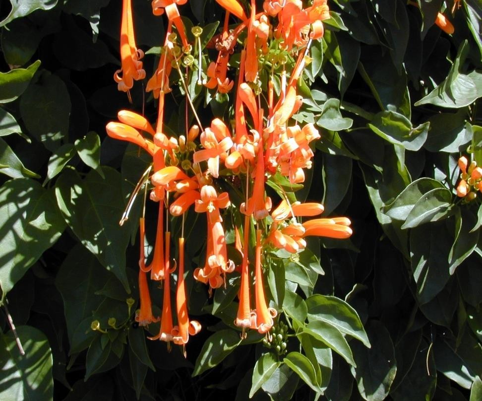 Pyrostegia venusta plant