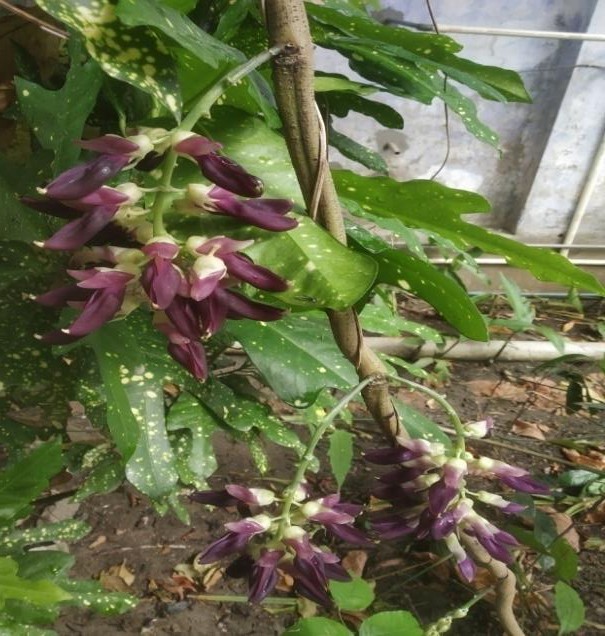 Mucuna pruiens plant