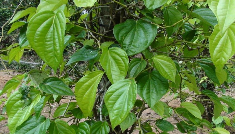 Piper betle plant