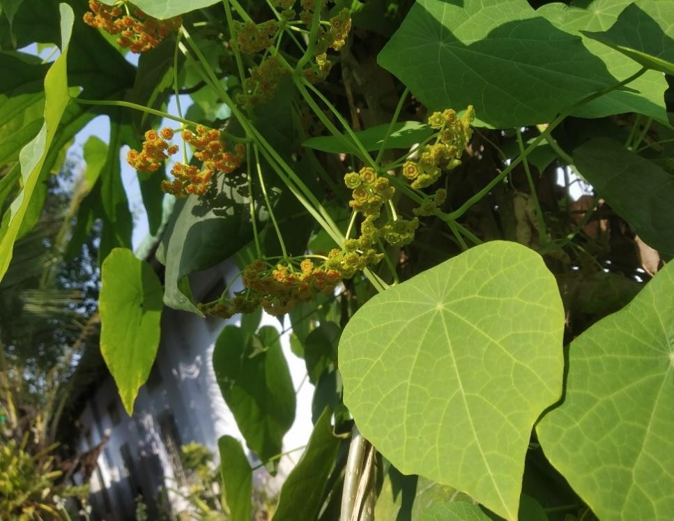 Stephania hernandifolia plant