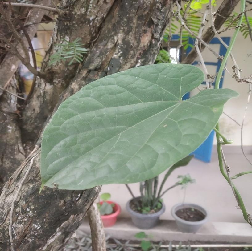 Tinospora cordifolia plant