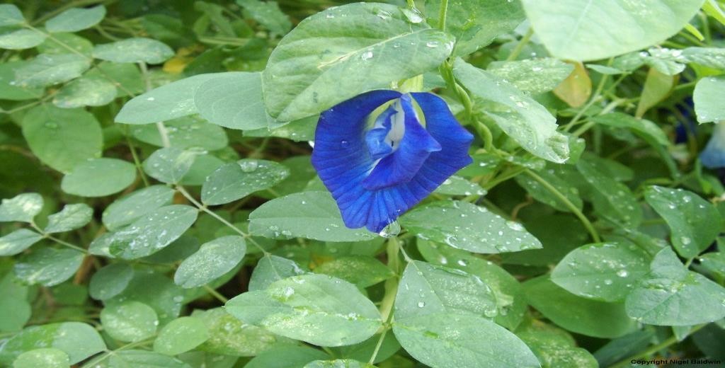 Clitoria ternatea plant